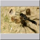 Trypoxylon figulus - Grabwespe 01b 14mm beim Nesteintrag - OS-Wallenhorst-Tongrube-Lehmwand - det.jpg